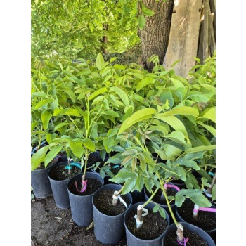 ORZECH WŁOSKI szczepiony - sadzonki 40 / 60 cm